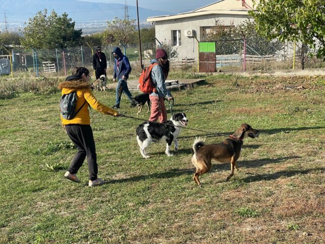 dog shelter walk 2